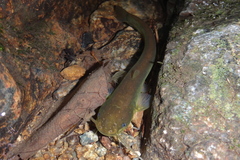 Pterocryptis anomala