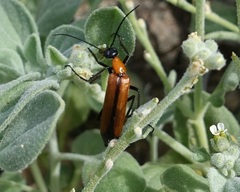 Lydomorphus angusticollis