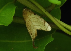 Bagisara tristicta