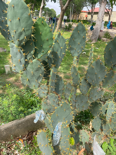 Erect Pricklypear