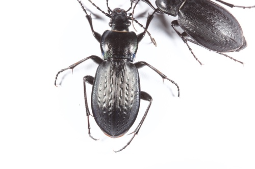 Carabus manifestus