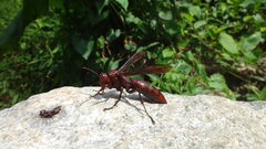 Polistes gigas
