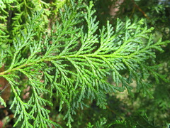 Chamaecyparis obtusa