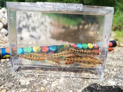 Brook Darter photo 4