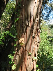 Chamaecyparis obtusa