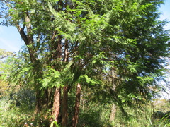 Chamaecyparis obtusa