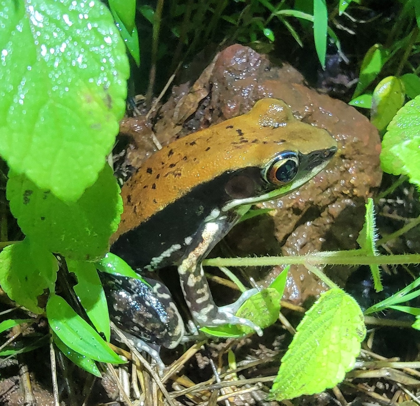 Wide-Range Fungoid Frog