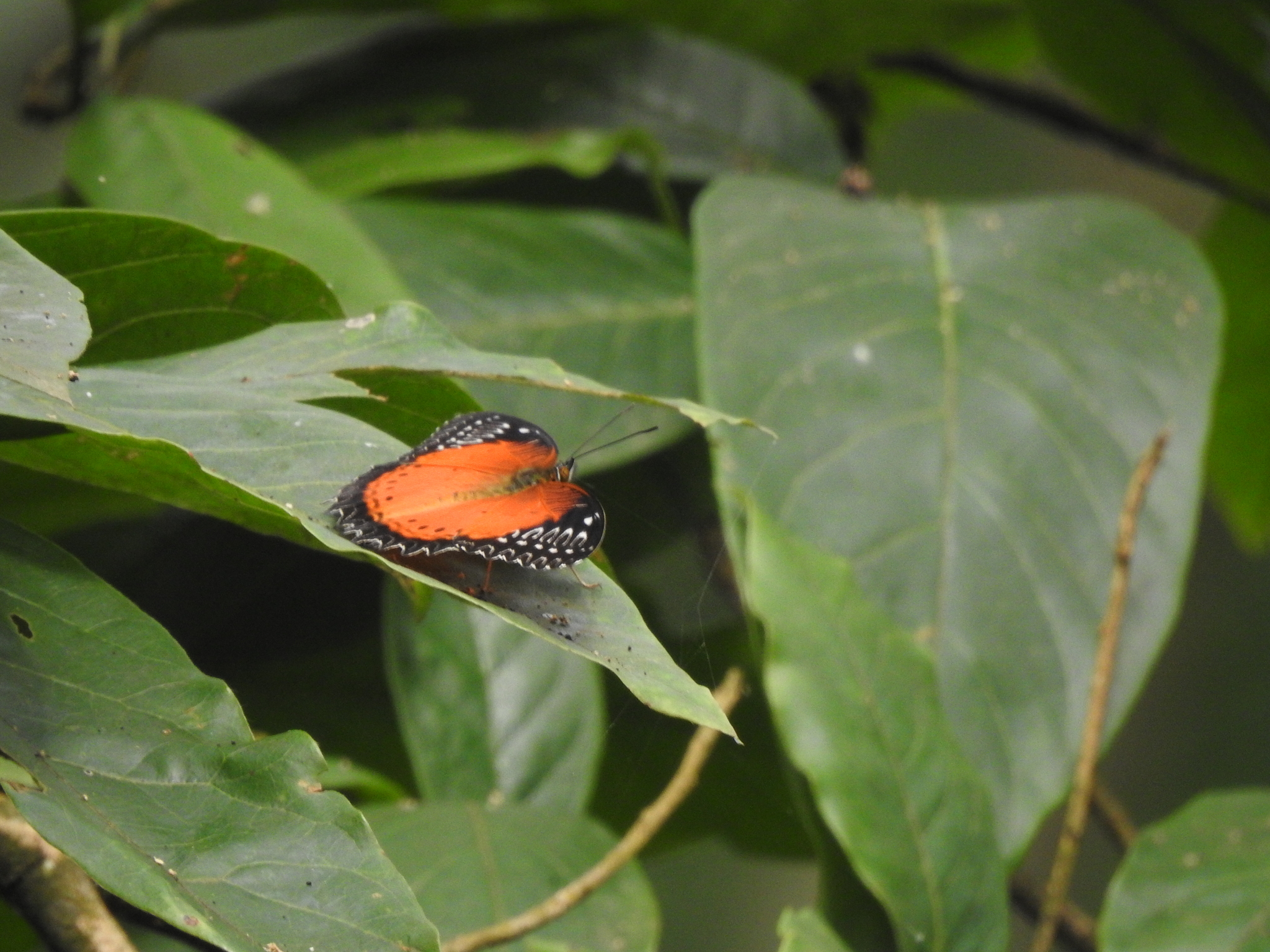 Red Lacewing