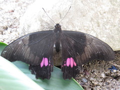 Heraclides anchisiades