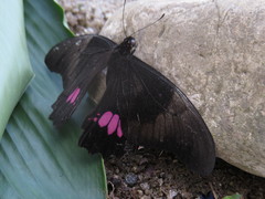 Heraclides anchisiades