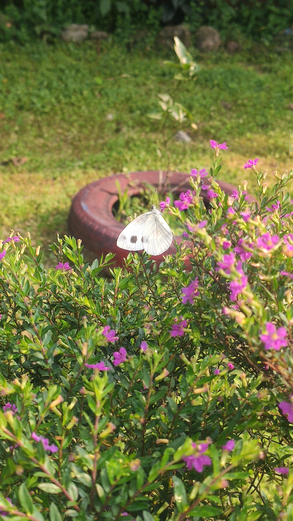 Asian Cabbage White