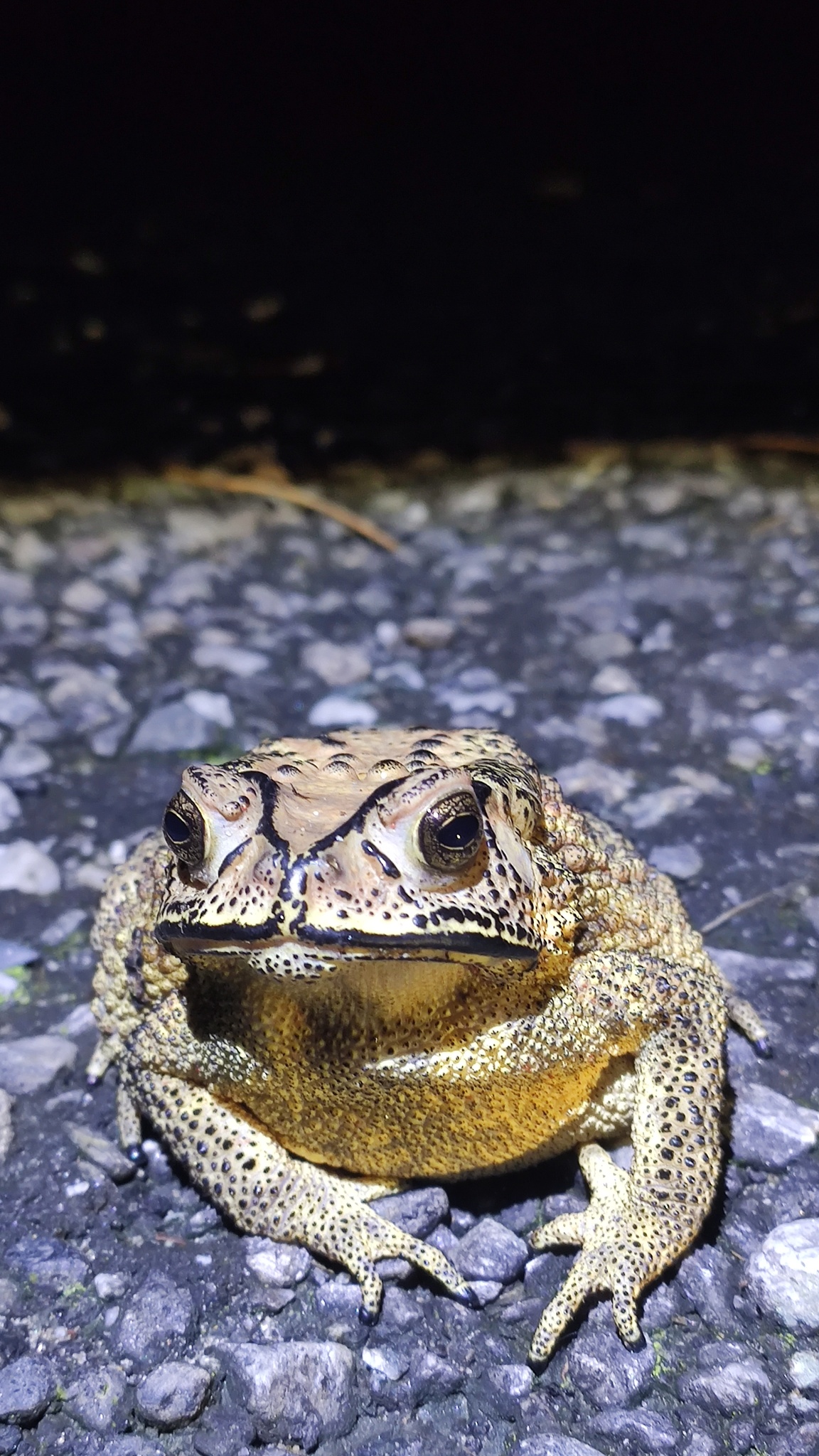 Indian Common True Toad