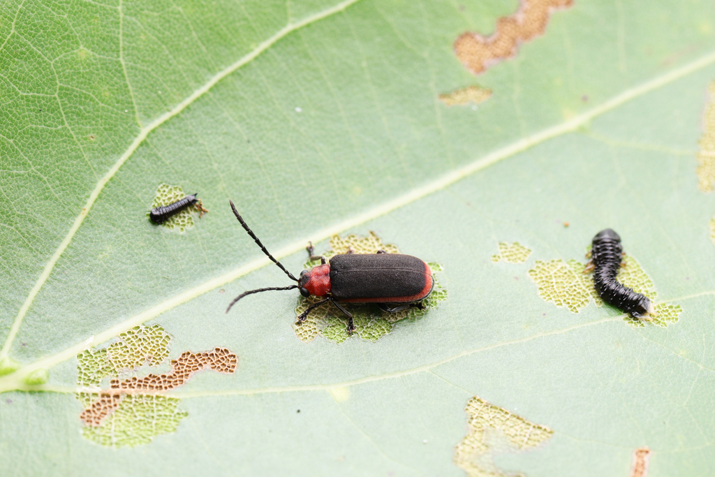 Atysa cinnamomi from 中国浙江省宁波市 on June 22, 2022 at 12:12 PM by Li Jianbo ...
