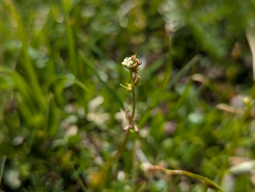 Valeriana celtica, photograph 4