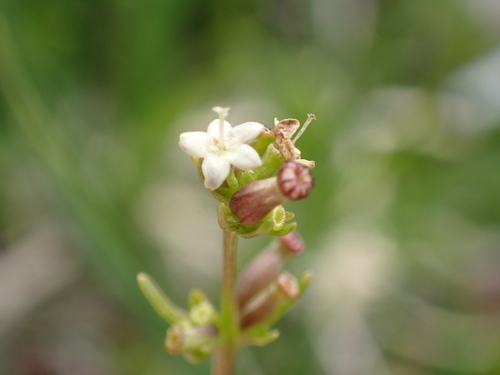 Celtic Spikenard (Valeriana celtica)