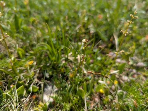 Valeriana celtica, photograph 5