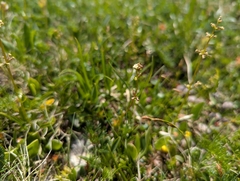 Valeriana celtica, photograph (c) Elias, some rights reserved (CC BY)