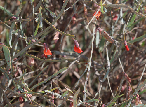 cactus bossiaea (Bossiaea walkeri)