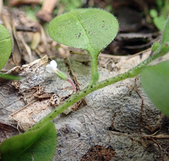 Myosotis spatulata