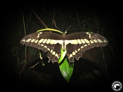 Heraclides thoas brasiliensis