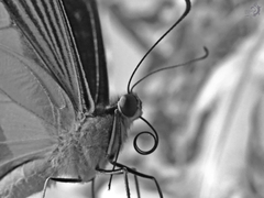 Heraclides thoas brasiliensis