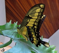 Heraclides thoas brasiliensis