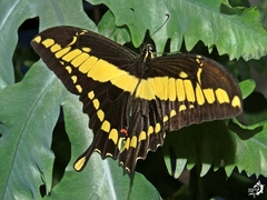 Heraclides thoas brasiliensis