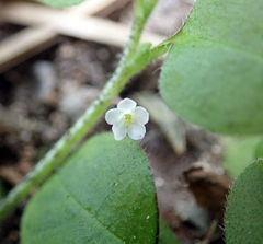 Myosotis spatulata