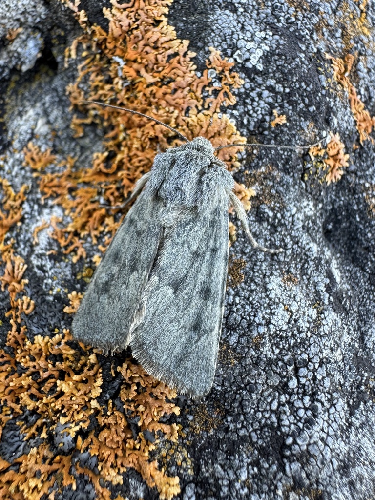 Hadena dianthoecioides