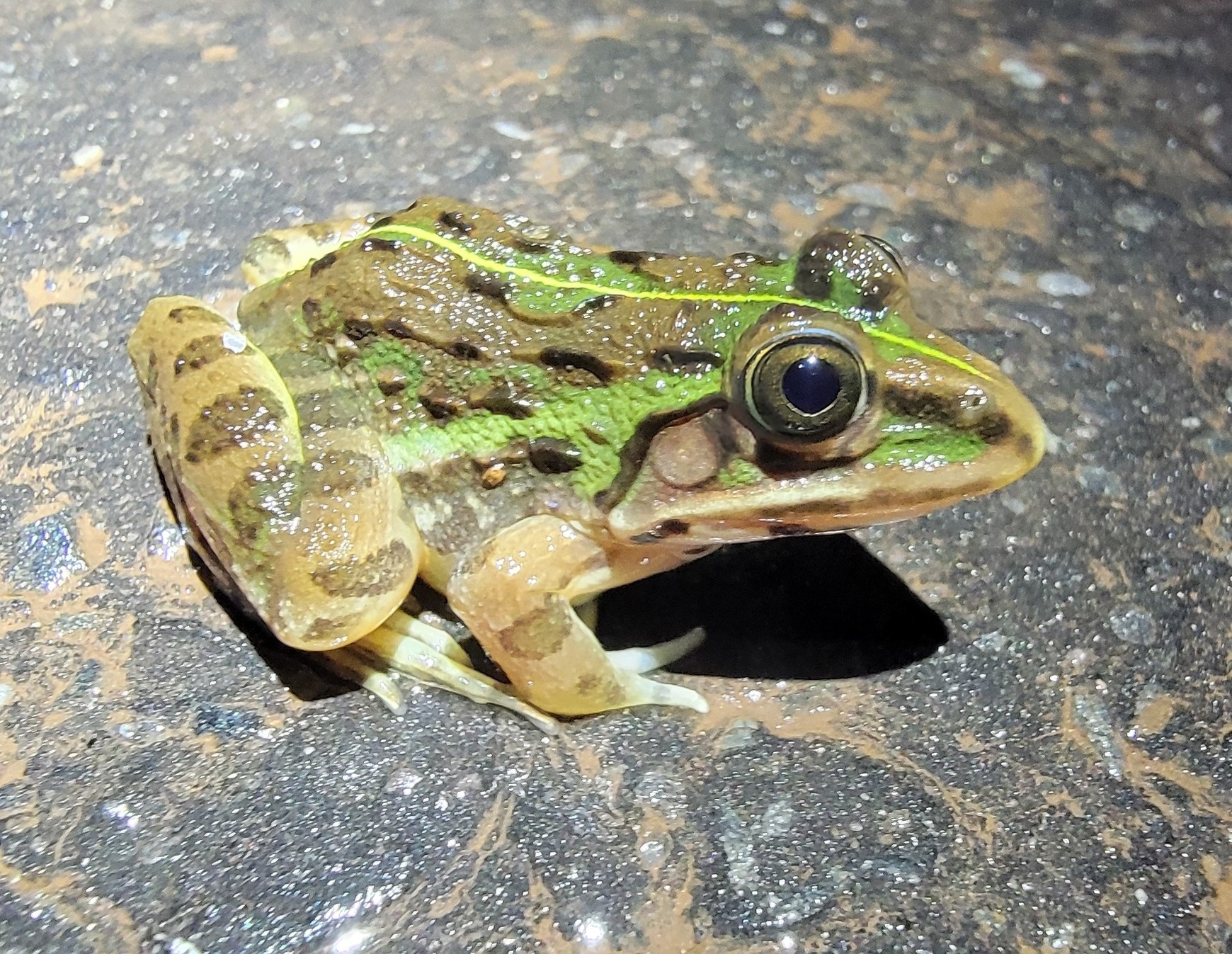 Indian Bull Frog
