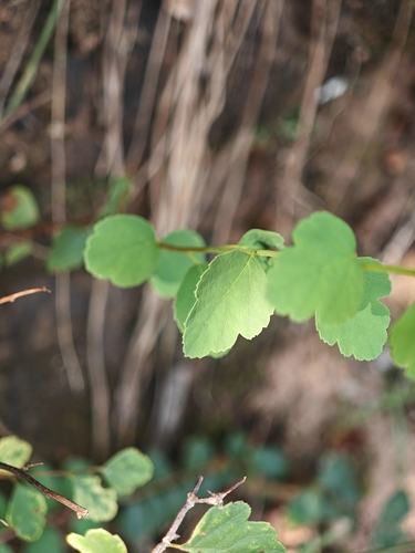 Spiraea blumei iNat (1)