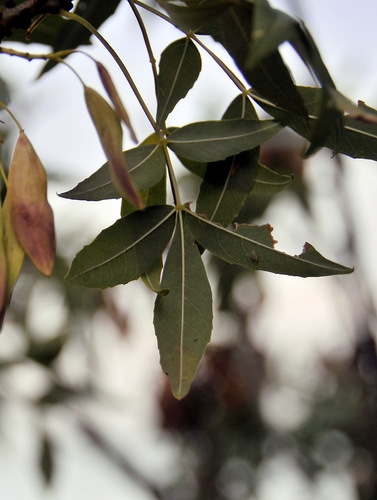 narrow-leaved-ash-introduced-non-native-trees-of-the-wasatch-front