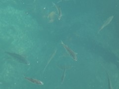 Cymatogaster aggregata