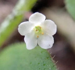 Myosotis spatulata