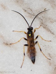 Ichneumon subdolus