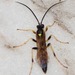 Ichneumon subdolus - Photo (c) Erika Mitchell, some rights reserved (CC BY-NC), uploaded by Erika Mitchell