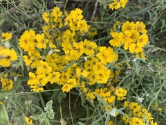 Psilostrophe gnaphalodes