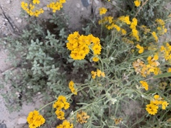 Psilostrophe gnaphalodes