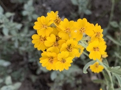 Psilostrophe gnaphalodes