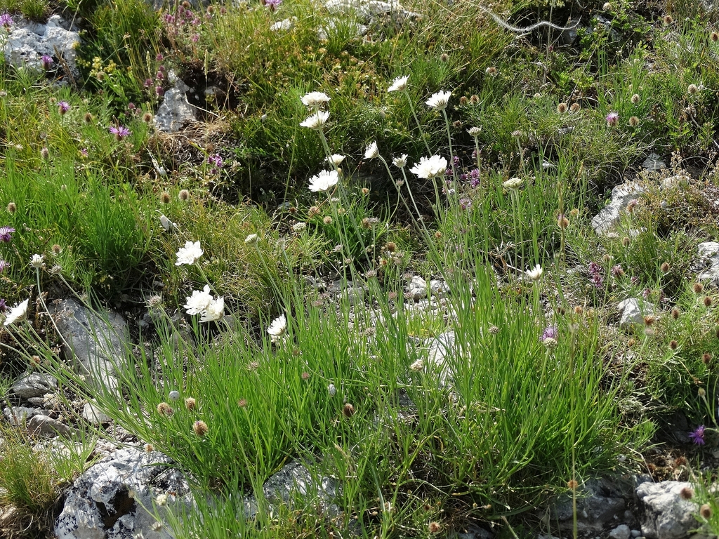 Lomelosia rhodopensis