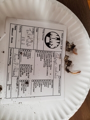 Blackwellomyces cardinalis