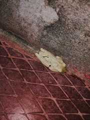 Boana platanera