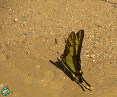 Neographium thyastes thyastes