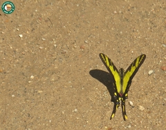 Neographium thyastes thyastes