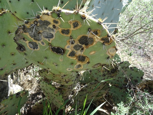 Prickly Pear Leaf Spot
