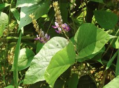 Pueraria montana lobata