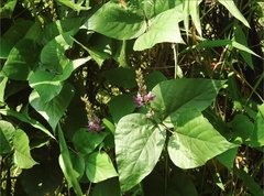 Pueraria montana lobata