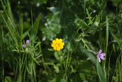 Pseudobahia heermannii