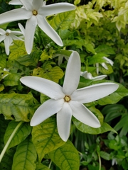 Gardenia nitida