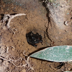 Trichogomphus mongol